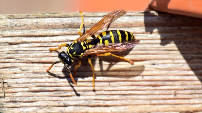 Wasp sitting on a plank of wood. Credit: Ulrike Leone